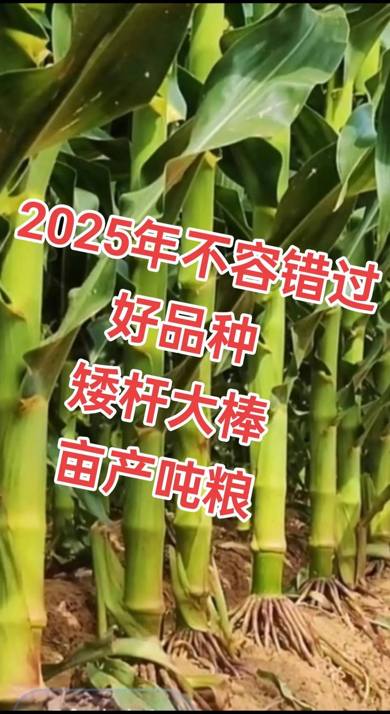高產(chǎn)玉米種子 #最新國審高產(chǎn)玉米種子 #矮桿大棒玉米種